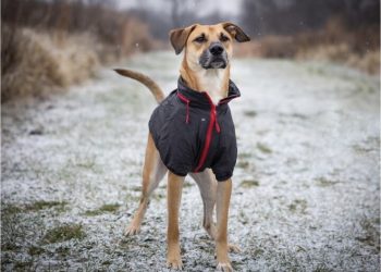 How to Choose Canine Clothing That Fits Properly