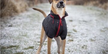 How to Choose Canine Clothing That Fits Properly