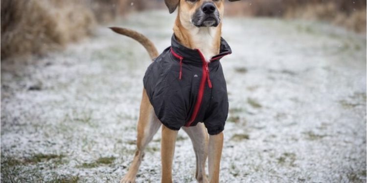 How to Choose Canine Clothing That Fits Properly