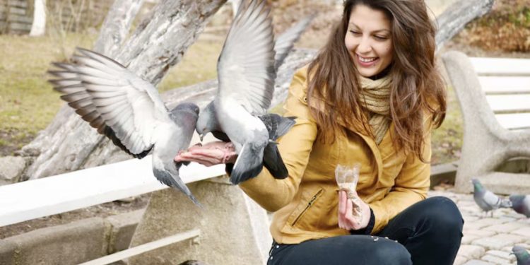 Why You Need Professional Pigeon Proofing Services in WA