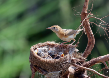 When Birds Nest Too Close to Home: Managing Common Property Concerns