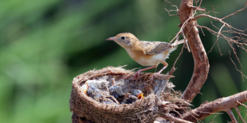 When Birds Nest Too Close to Home: Managing Common Property Concerns