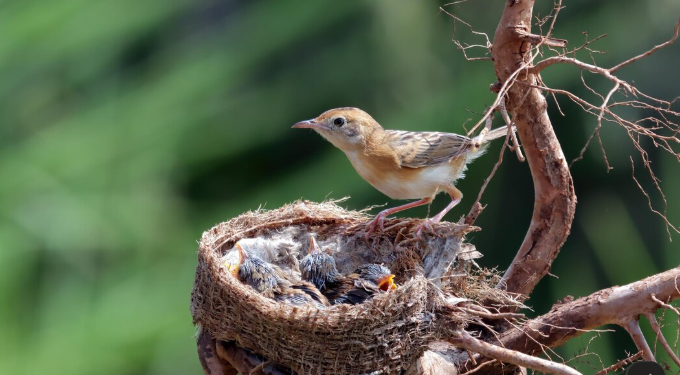 When Birds Nest Too Close to Home: Managing Common Property Concerns